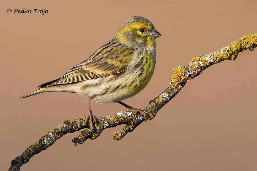 Verdecillo (Sirunus serinus)